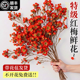 红梅干枝水培真花鲜枝室内花卉绿植物梅花鲜花家用插花挑花鲜切花