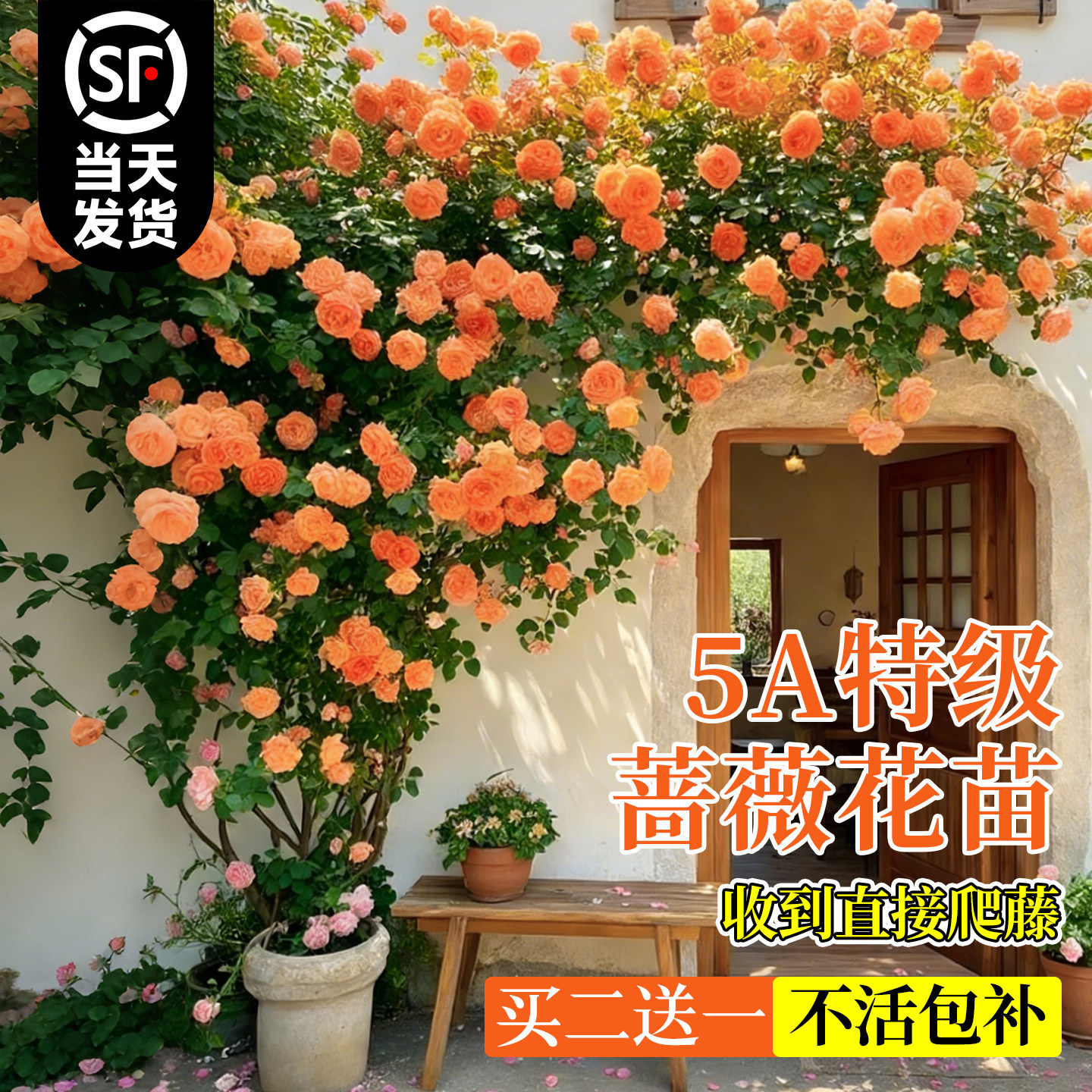 月季小苗玫瑰花苗果汁阳台龙沙宝石开花绿植室内盆栽爬藤藤本花卉