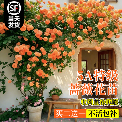 室内盆栽小苗月季花苗