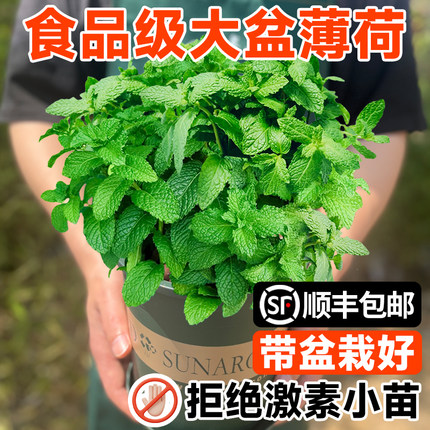 大盆薄荷盆栽可食用大苗室内驱蚊绿植迷迭香四季香草植物猫薄荷叶