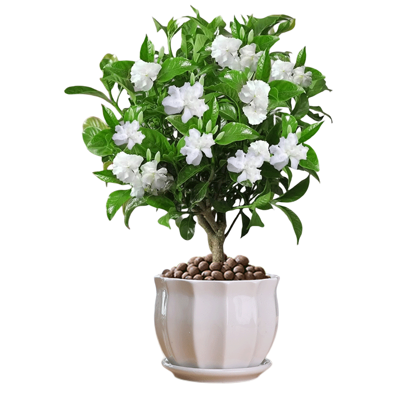 【被花香包围】丁香花带花苞好养