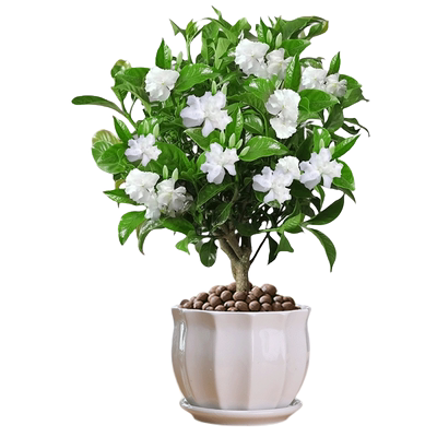 【被花香包围】丁香花带花苞好养