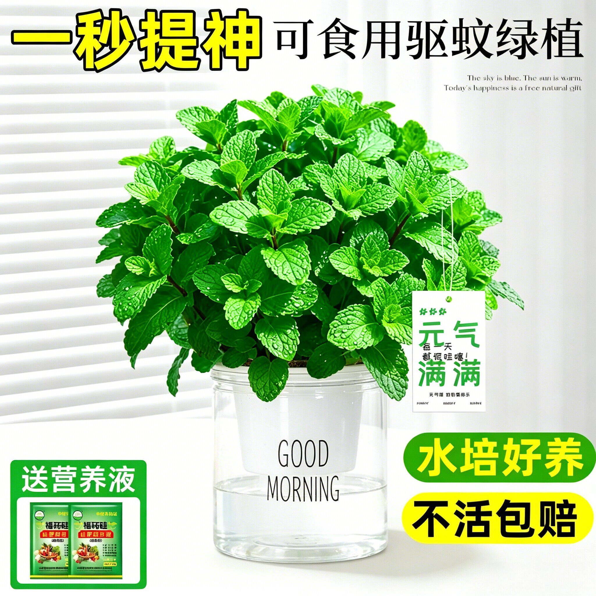 薄荷盆栽可食用留兰香迷迭香大苗图片
