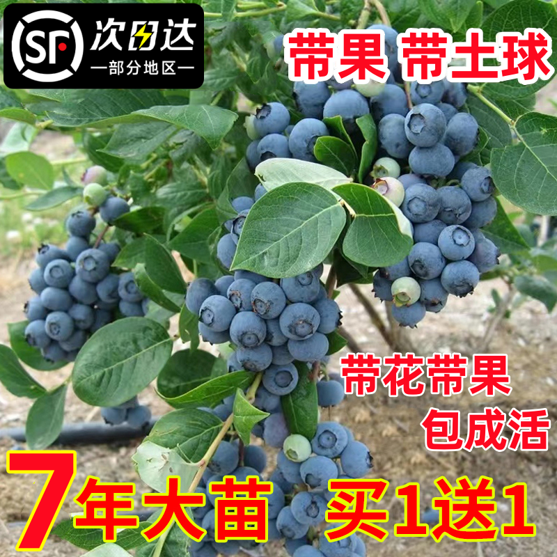 【买一送一】带花果蓝莓果树苗