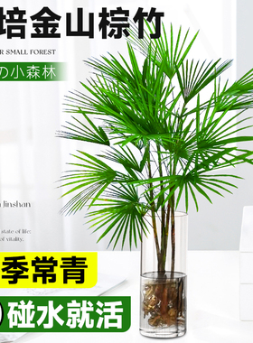 富贵竹水培植物室内好养客厅大型招财旺宅金山棕竹盆栽水竹子绿植