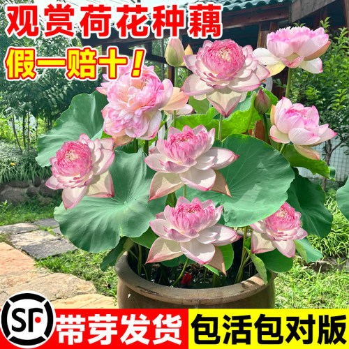 重瓣大型观赏荷花种藕苗根池塘缸养盆栽水培水养四季开花花卉植物