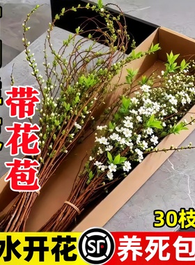 雪柳鲜枝带花苞干枝水养干支家用插花水培植物鲜花卉室内好活绿植