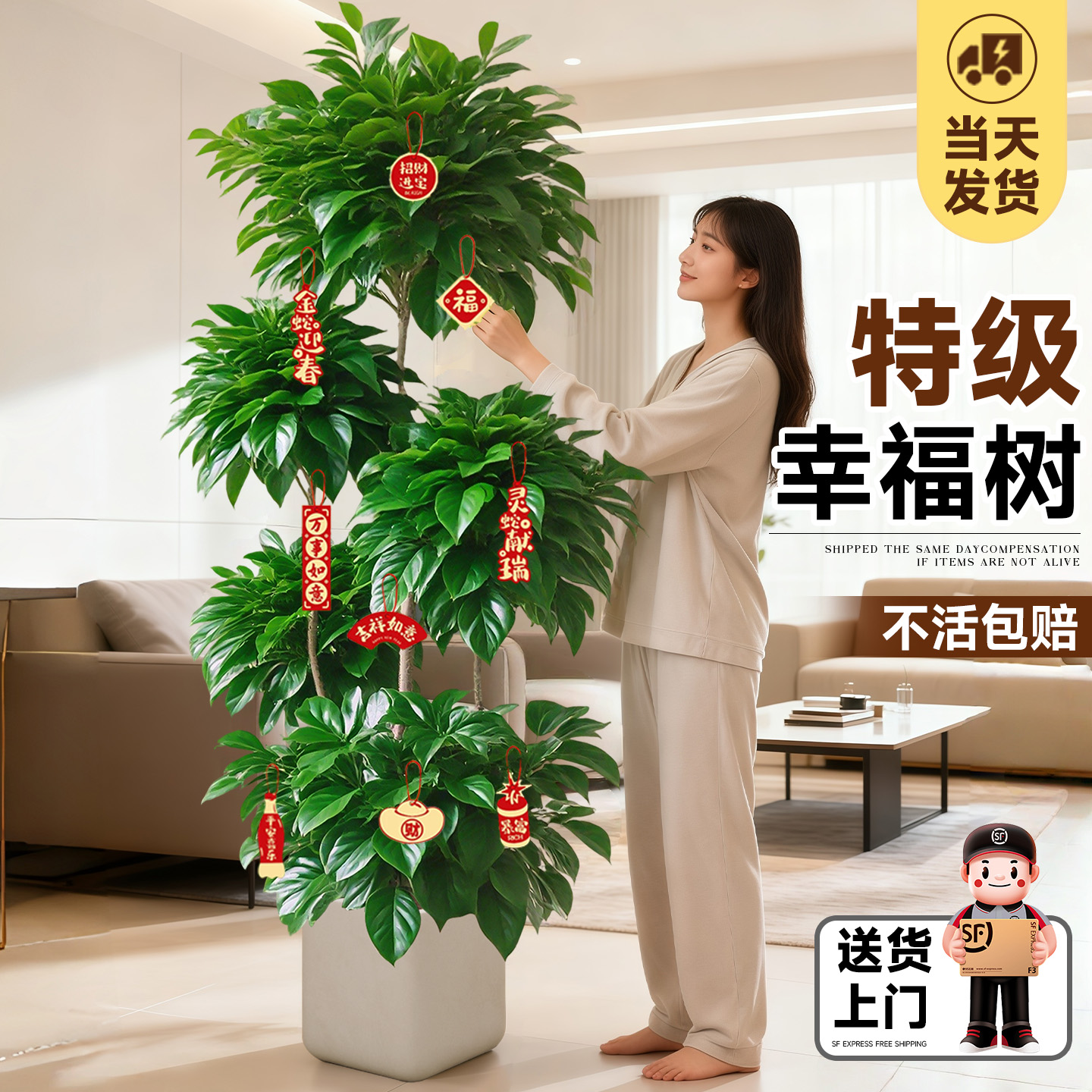 【送货上门】幸福树客厅大型盆栽