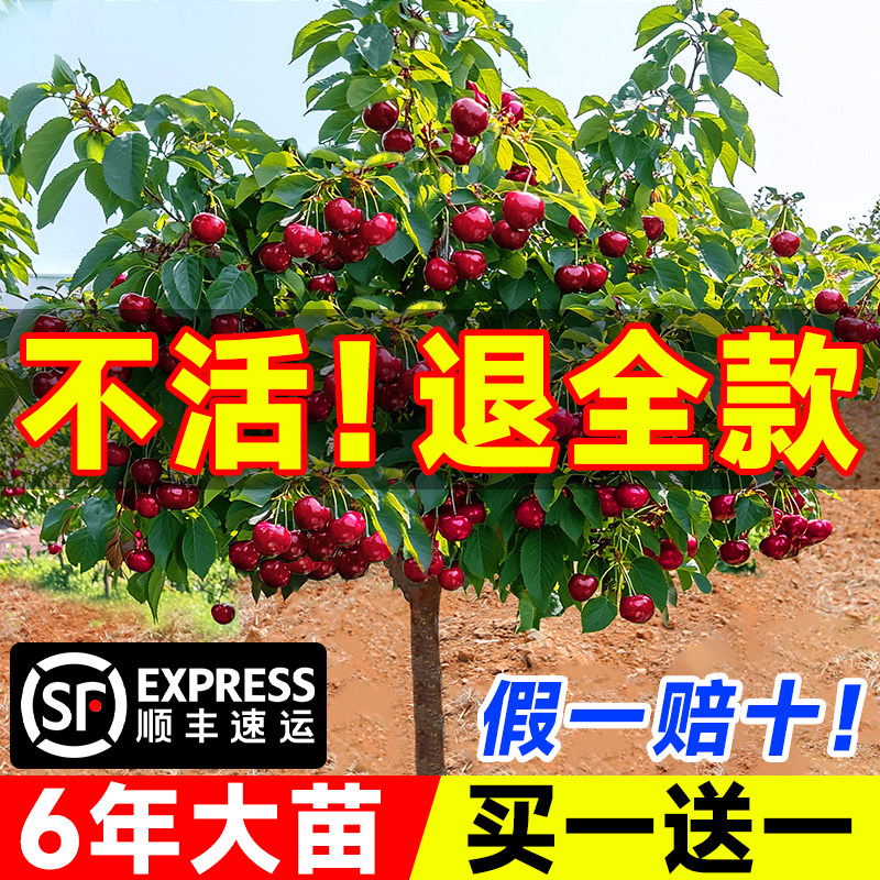 正宗车厘子树苗山东大樱桃各种果树果苗嫁接盆栽水果树南方北种植