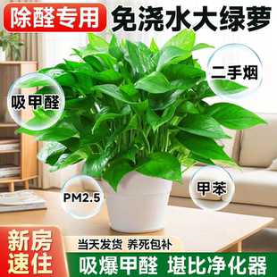 绿萝盆栽室内吸除甲醛水培富贵竹新房绿罗植物垂吊兰大叶长藤绿箩