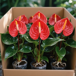 红掌盆栽带大叶大花水培植物室内四季好养白掌绿植花卉一帆风顺