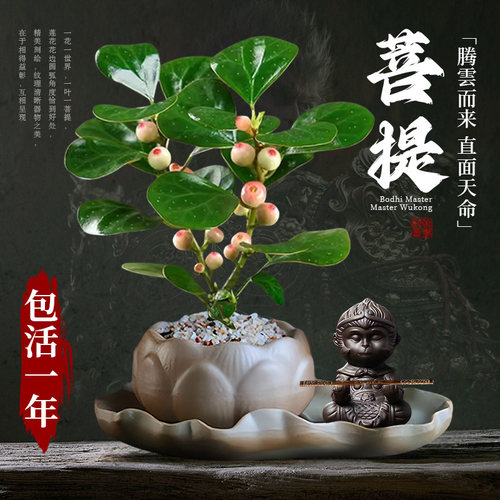 中式禅意菩提树植物室内桌面盆景