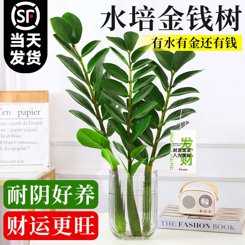 水培植物金钱树盆栽客厅招财旺宅摇钱树发财树钱串子室内花卉绿植