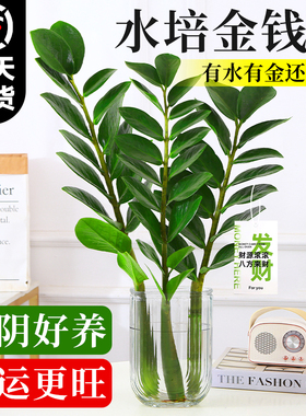 水培植物金钱树盆栽客厅招财旺宅摇钱树发财树钱串子室内花卉绿植