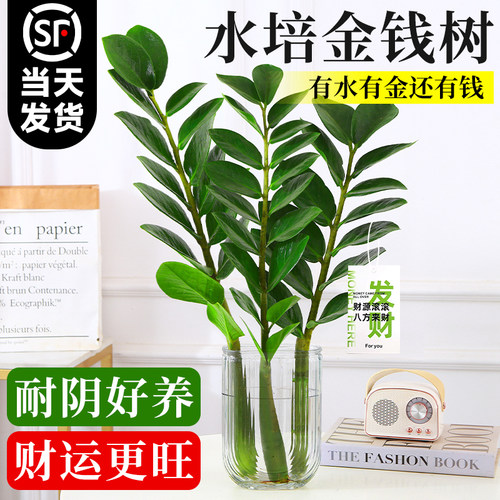 【有水有金还有钱】金钱树水培