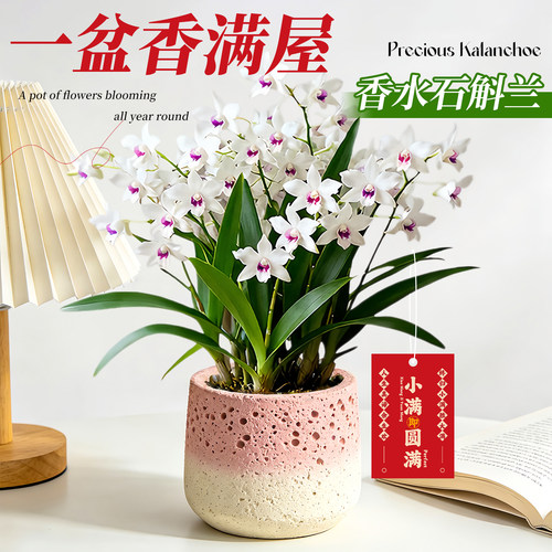 【养死包赔】七彩香水石斛兰花