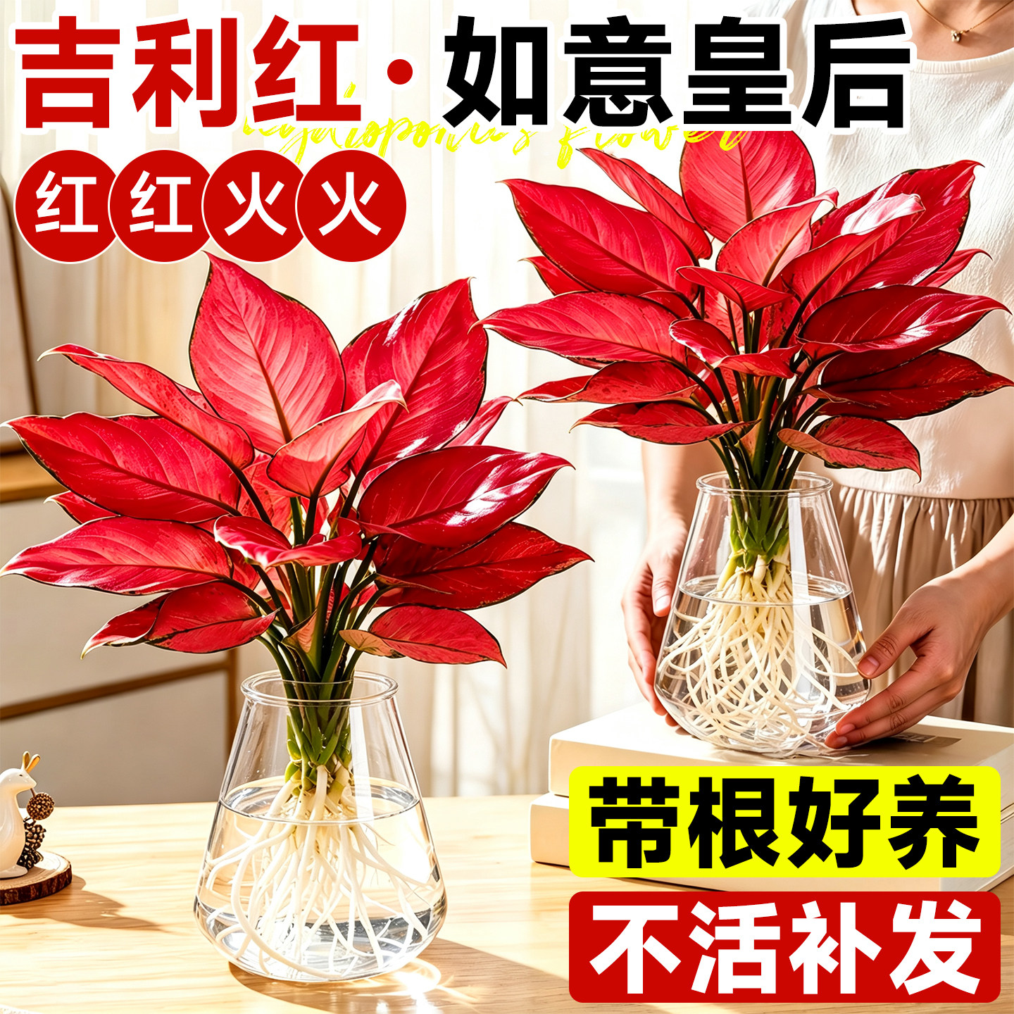 如意皇后盆栽吉利红室内桌图片