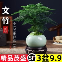 文竹盆栽植物室内办公室水培客厅懒人小绿植花卉大全盆景四季常青