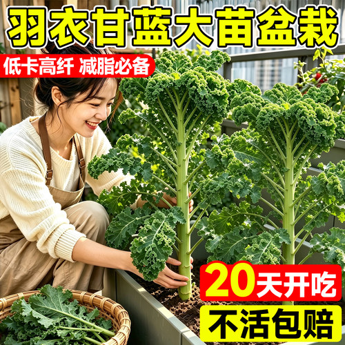 抗炎美食排毒养颜营养提高免疫