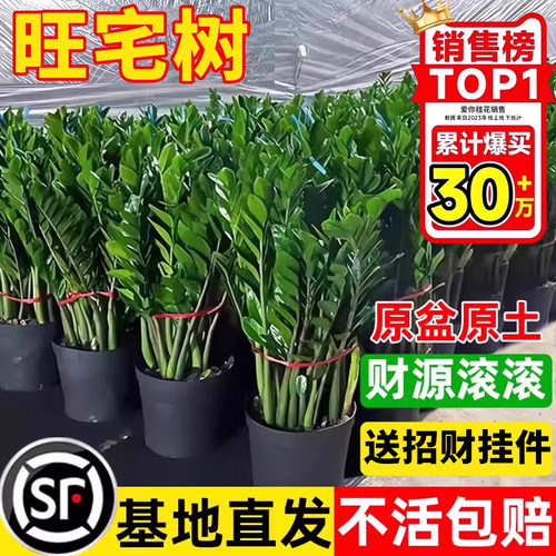 【全网热销30W+】金钱树盆栽招财