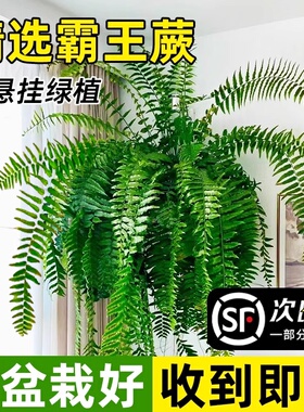 霸王蕨盆栽波斯顿大盆长藤叶垂吊肾蕨客厅室内雨林绿植蕨类天花板