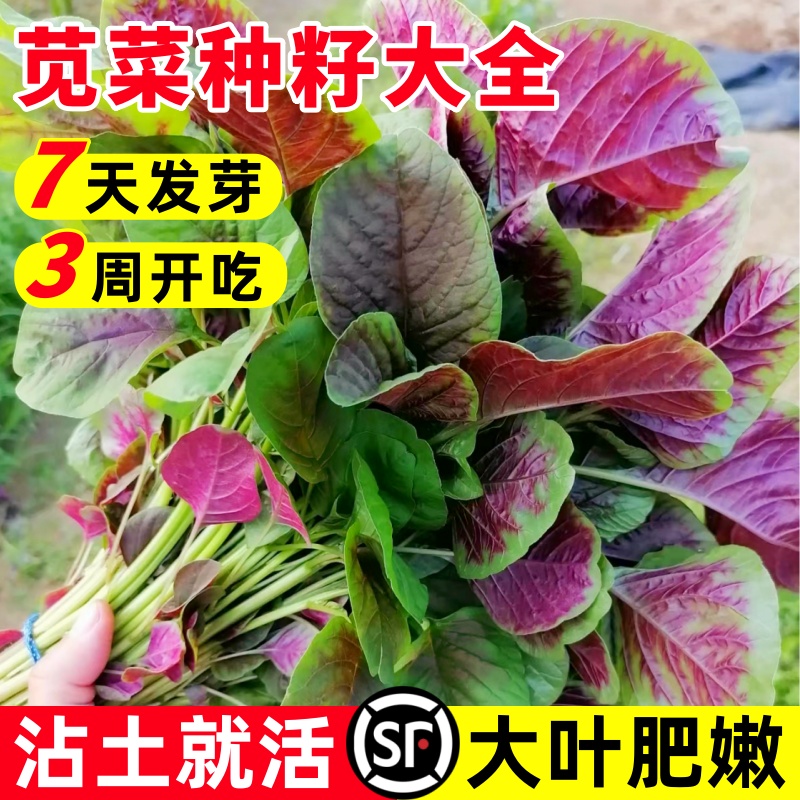 苋菜种籽大全红圆叶白苋菜蔬菜种子阳台庭院种植四季青菜植物种子