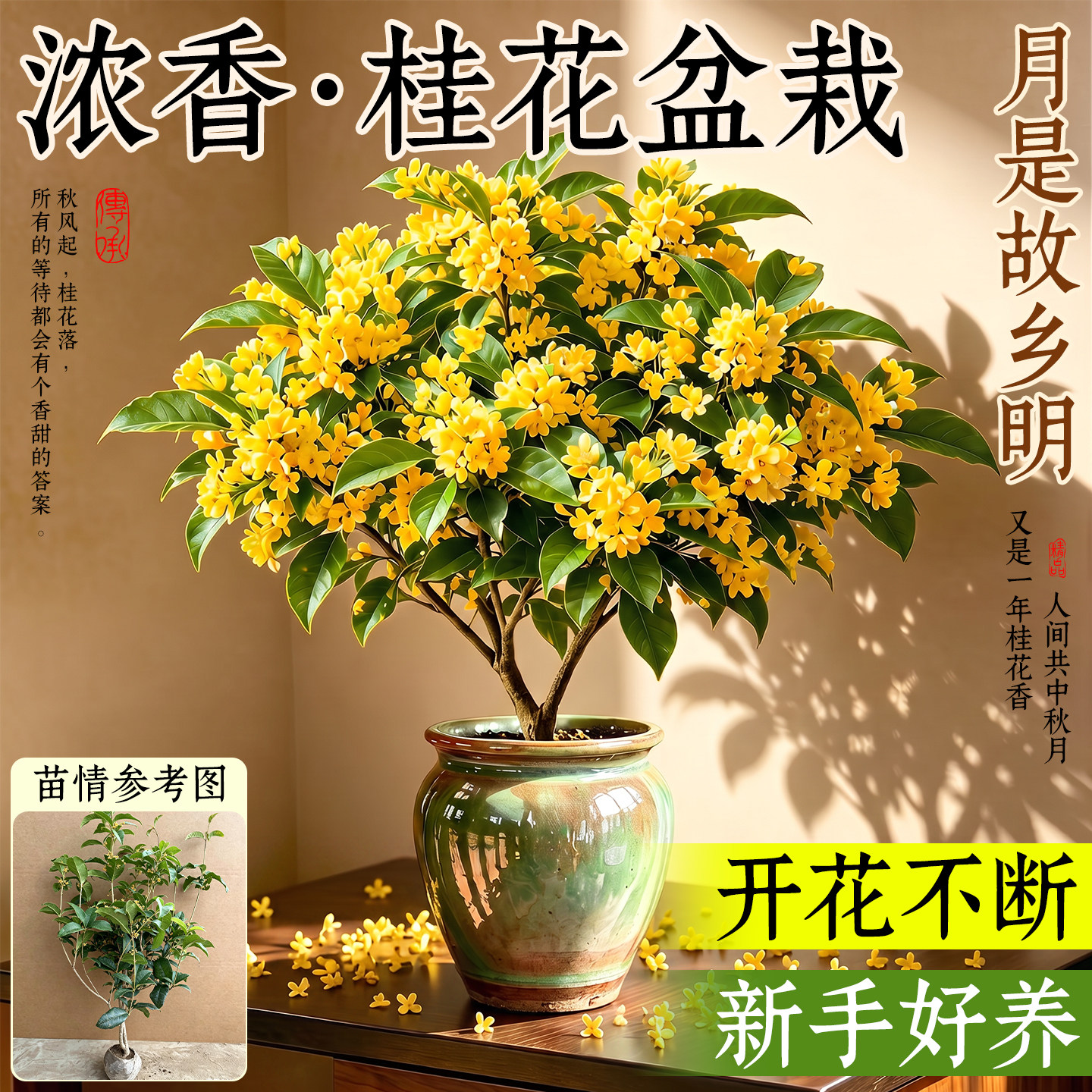 【热销爆款】浓香四季桂花盆栽图片