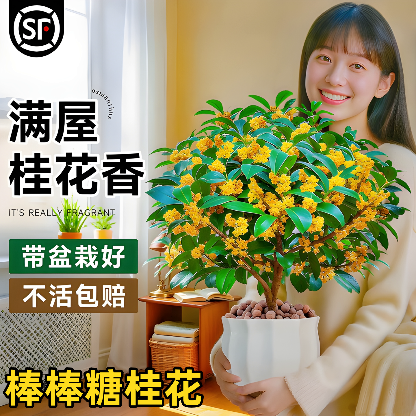 【365天包活】品质粗枝干桂花树