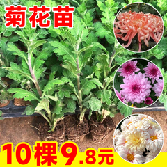 重瓣荷兰菊带花苞菊花小苗盆栽室内花卉植物四季好养易活开花阳台