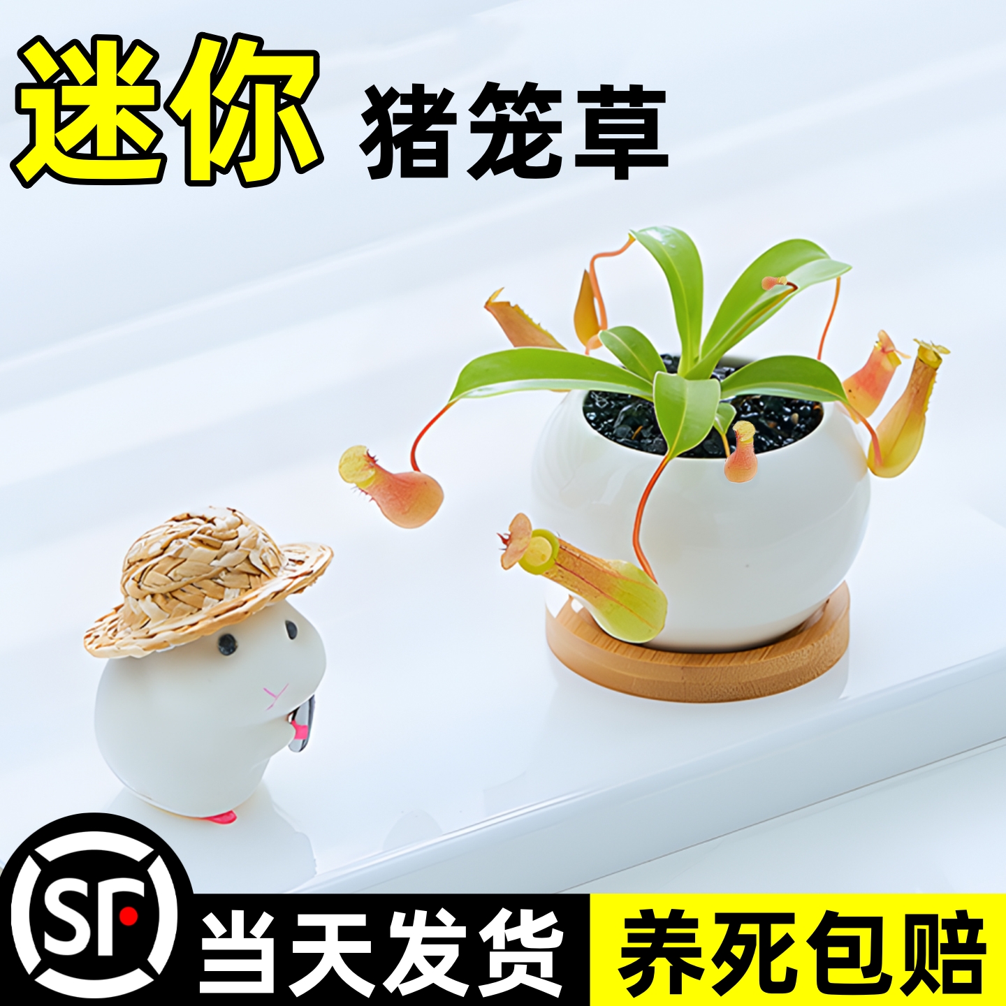 【桌面解闷神器】可爱迷你猪笼草