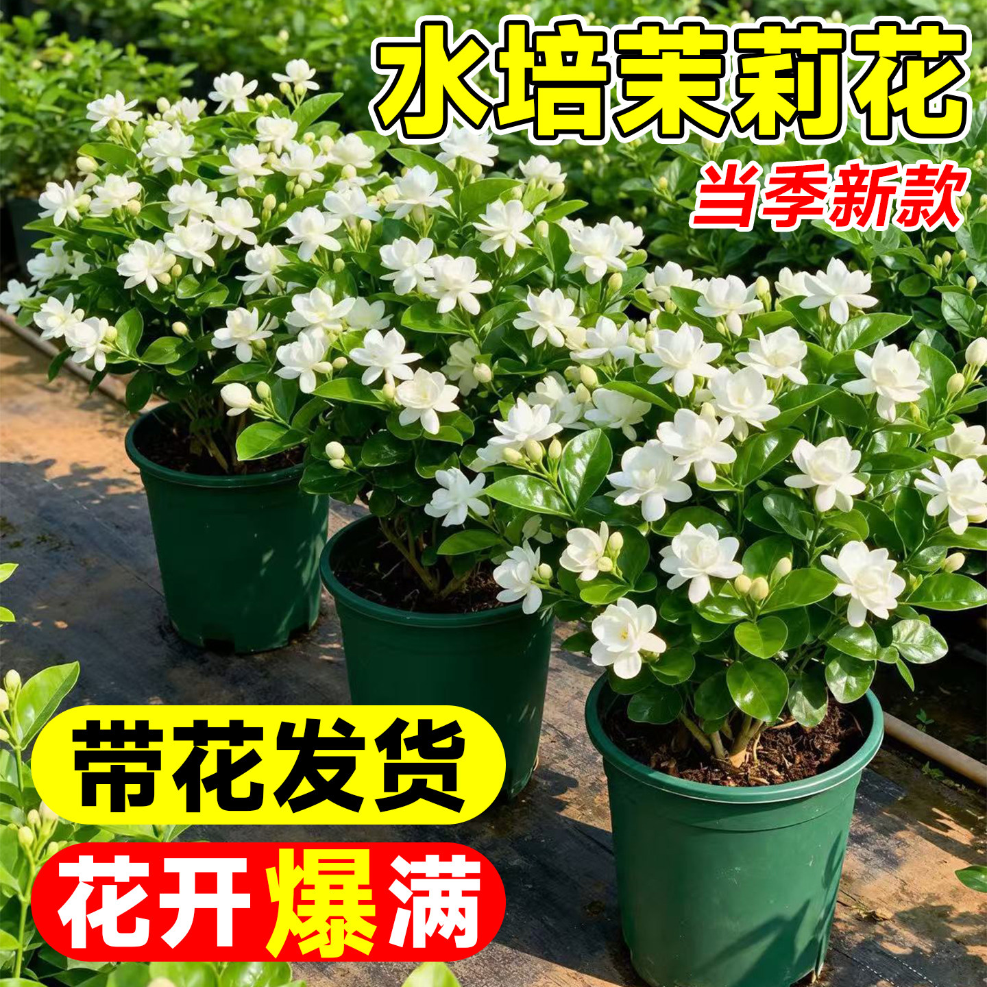 茉莉花盆栽带花苞水培植物办公室内桌面花卉绿植水养鲜花四季开花