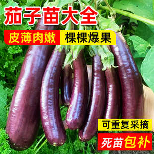 茄子苗秧苗嫁接杭茄一号线圆紫茄子种籽子春季辣椒西红柿蔬菜苗