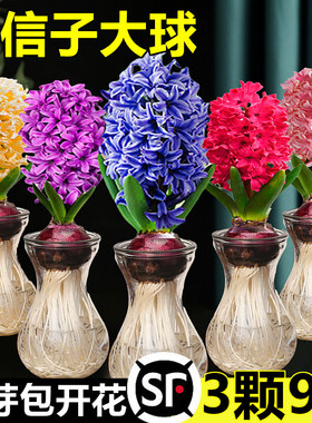 风信子种球盆栽带芽水培植物花卉室内绿植花水仙种子土培套餐鲜花