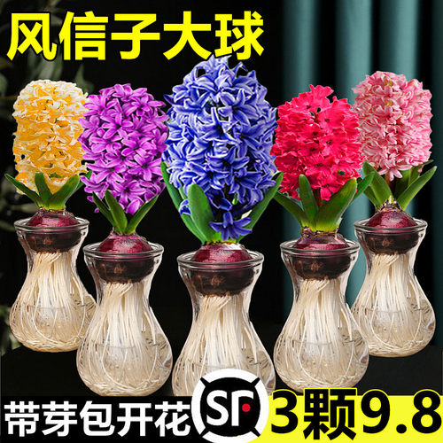 当天发货包对版风信子特大球带芽