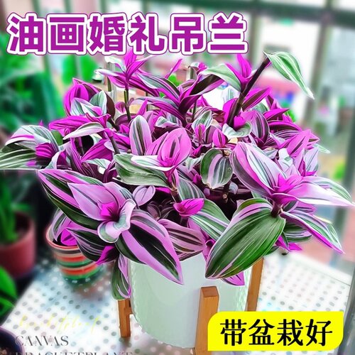 【高级感吊兰】梦幻油画婚礼吊兰