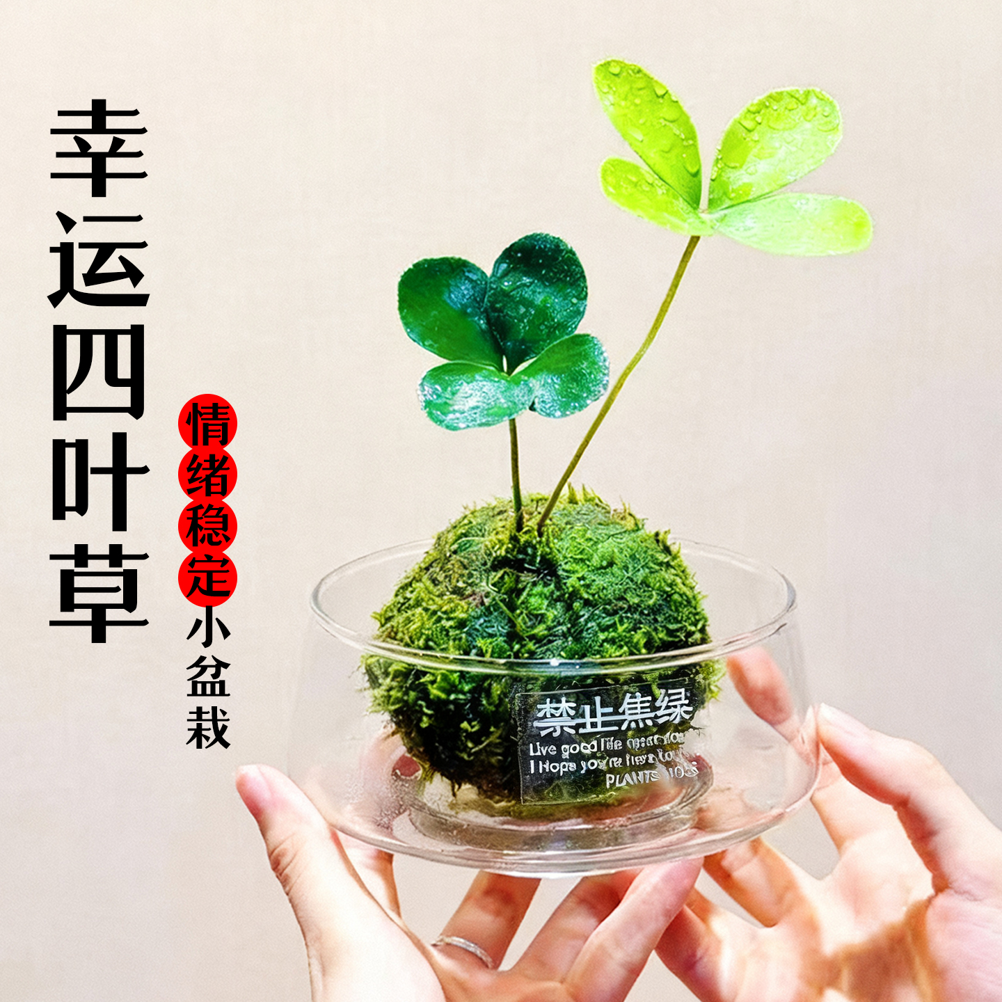 墨西哥铁树四叶草苔藓球水培植物摆件旺宅乔迁之喜情绪稳定小盆栽