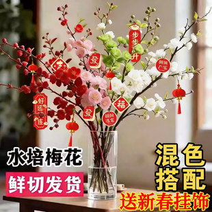 水培植物红梅干枝真花鲜枝条腊梅花鲜花冬季室内好养卉家用插花束