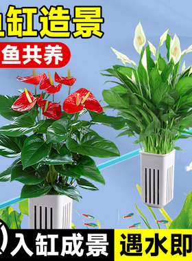 水培植物室内好养绿植鱼缸水草和鱼共养绿萝富贵竹铜钱草造景专用