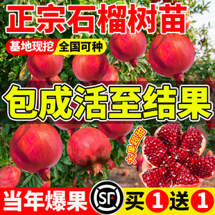 石榴树苗正宗突尼斯软籽大石榴老桩无籽水果树果苗盆栽庭院大树苗