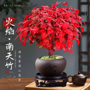 火焰南天竹盆栽观叶小盆景好养易活耐寒绿植书房茶桌禅意微景观