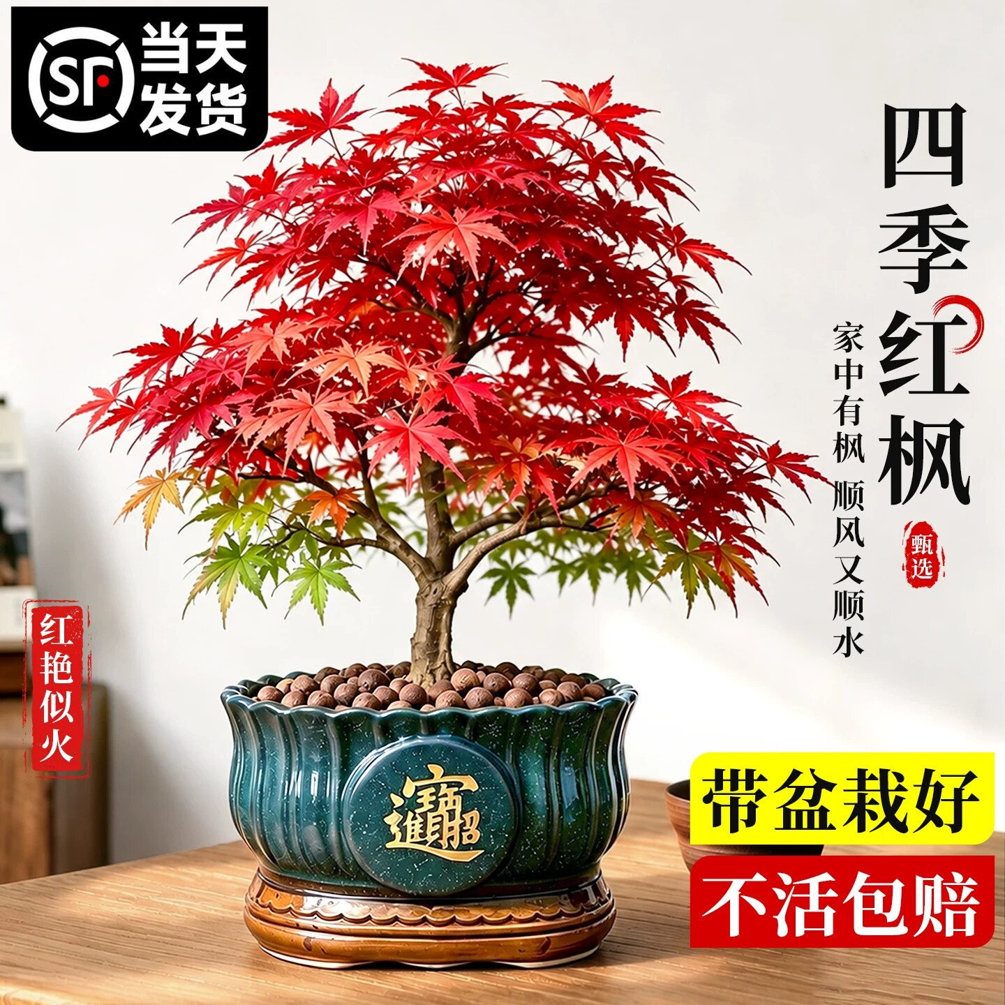 【当天发货】红枫树苗盆栽老桩