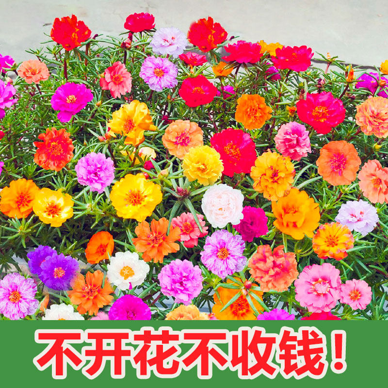 重瓣太阳花种孑籽子混色四季播种开花植物花卉室内外盆栽苗花种子
