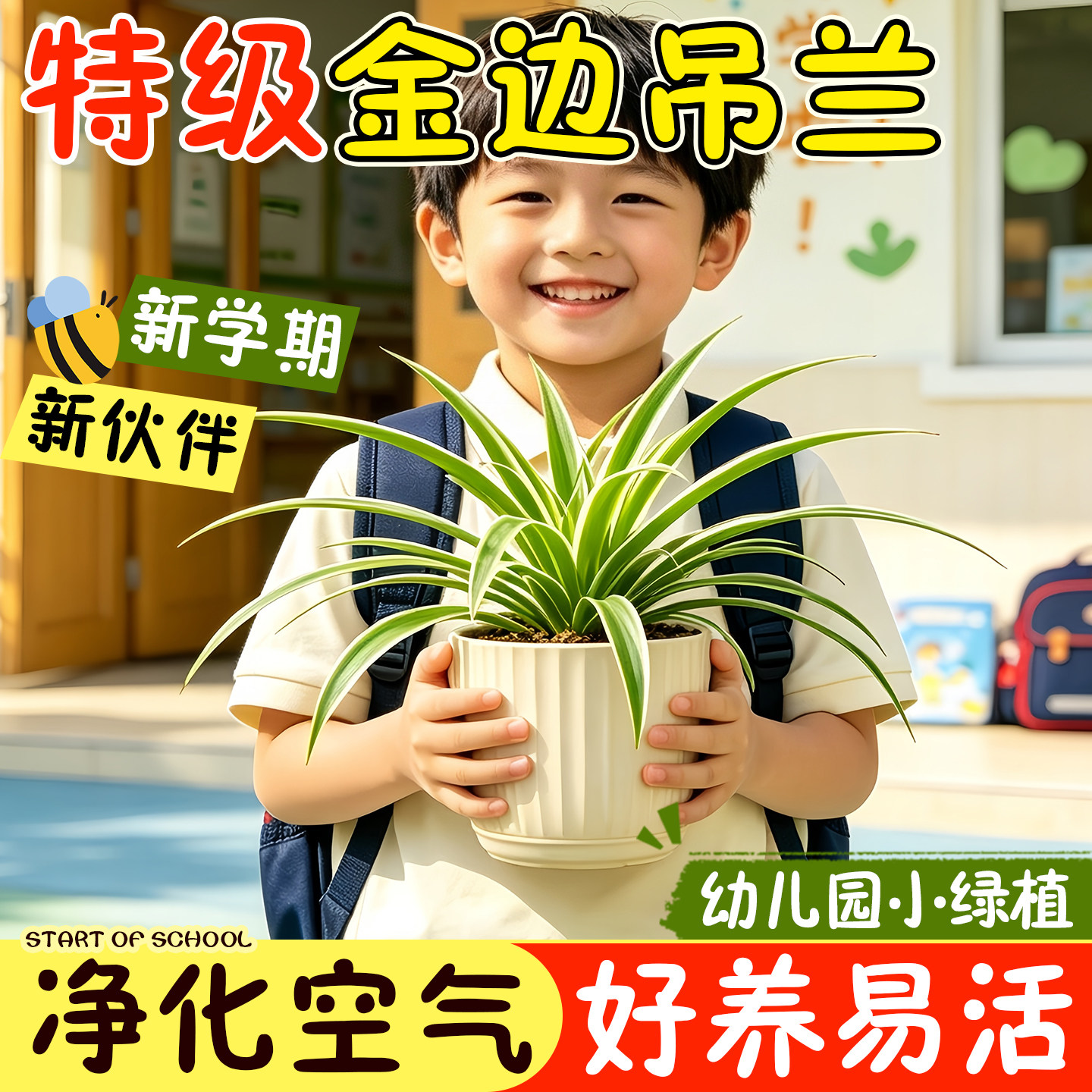 金边吊兰盆栽幼儿园自然角绿植无毒好养四季常青儿童观察室内桌面