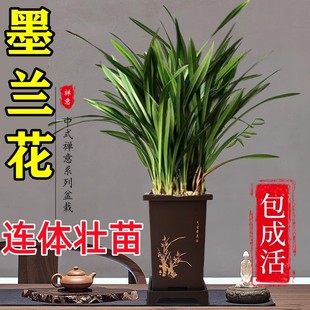 墨兰兰花苗精品大花卉盆栽室内浓香绿植物金边企黑贺岁兰四季 好养