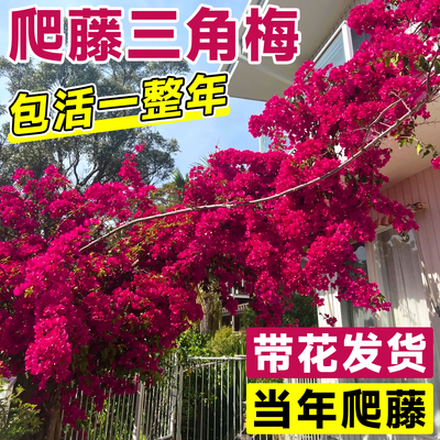 【带花发货】爬藤重瓣三角梅四季