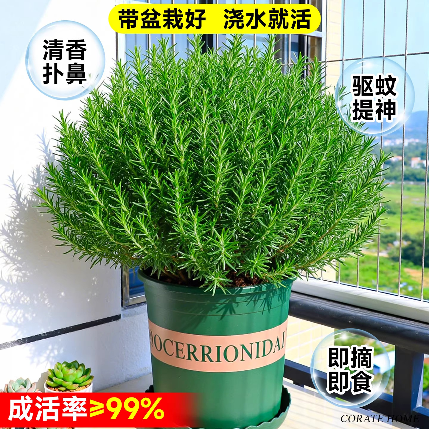 迷迭香盆栽纯天然可食用煎牛排阳台薄荷紫苏新鲜香草植物香料好养