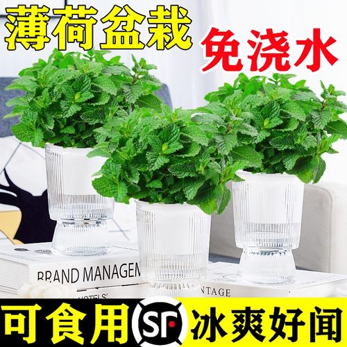 薄荷盆栽可食用水培柠檬叶好