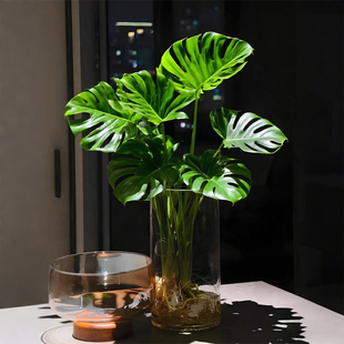 老桩龟背竹水培植物室内好养活客厅大盆栽大叶桌面办公室绿植花卉