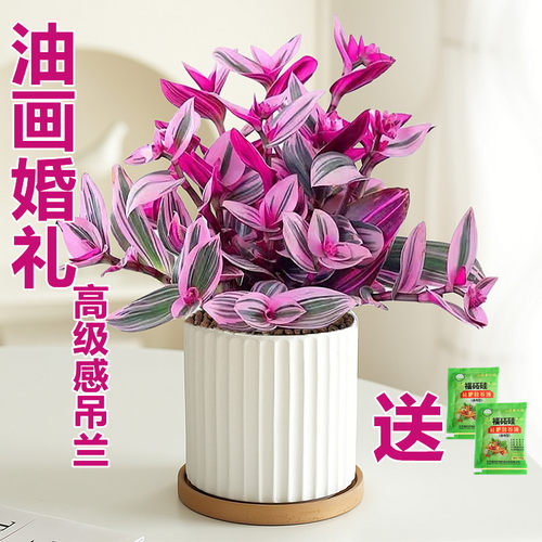 油画婚礼吊兰水培植物好养