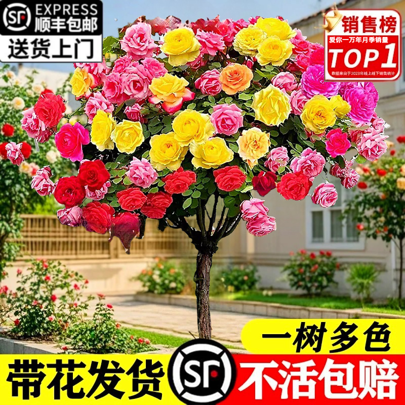 棒糖月季四开花卉盆栽庭院